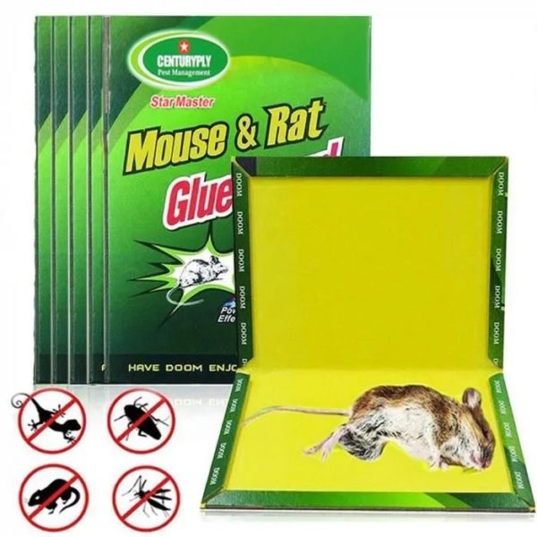 Piège à Colle pour Souris et Rats